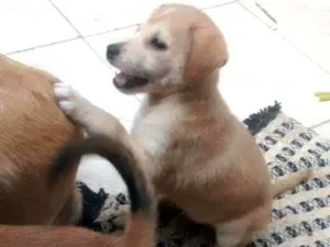 Cachorro raça  idade Abaixo de 2 meses nome Bolota