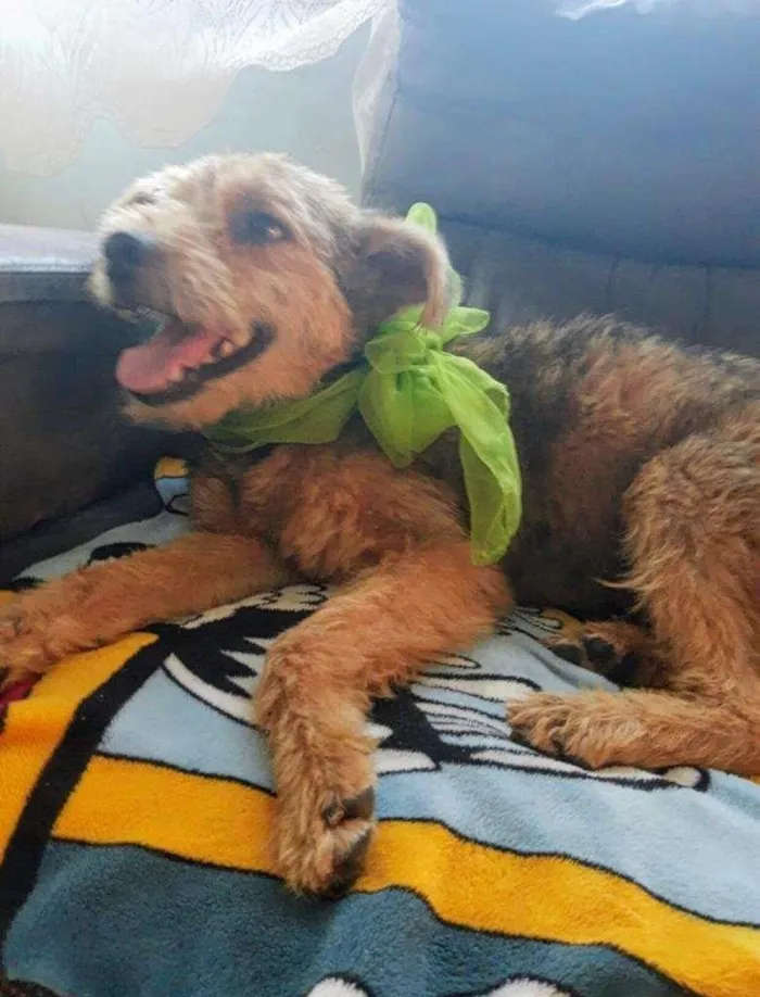 Cachorro ra a SRD-ViraLata idade 3 anos nome Raul