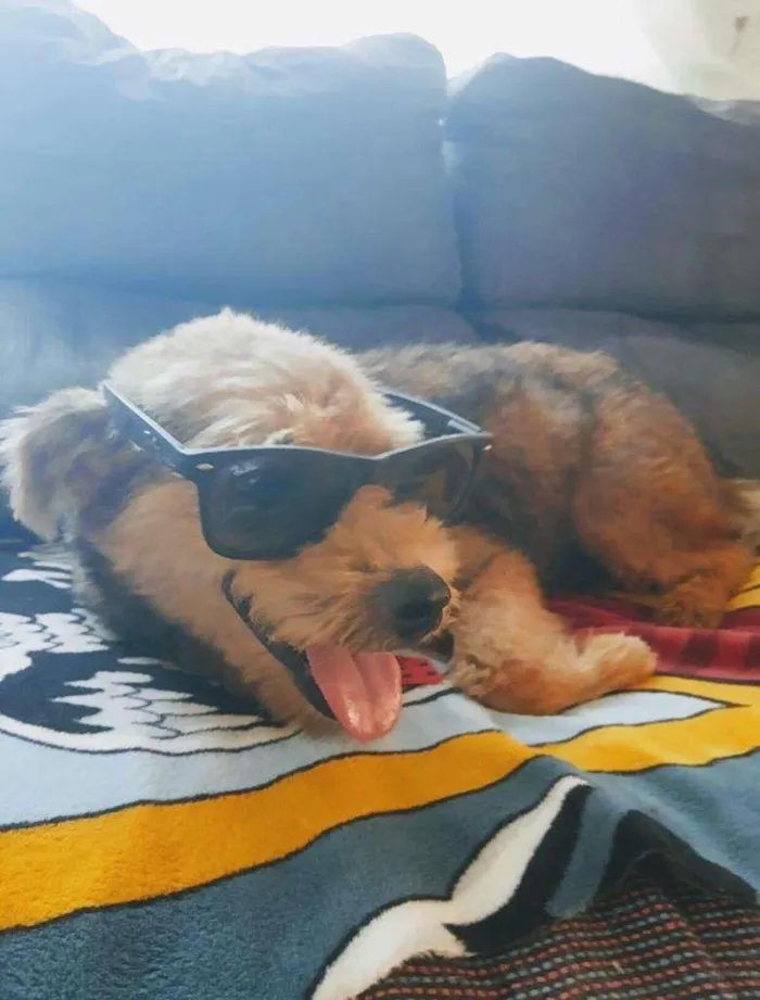 Cachorro ra a SRD-ViraLata idade 3 anos nome Raul