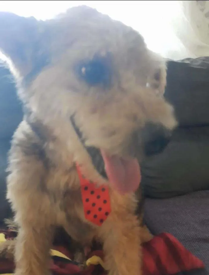 Cachorro ra a SRD-ViraLata idade 3 anos nome Raul