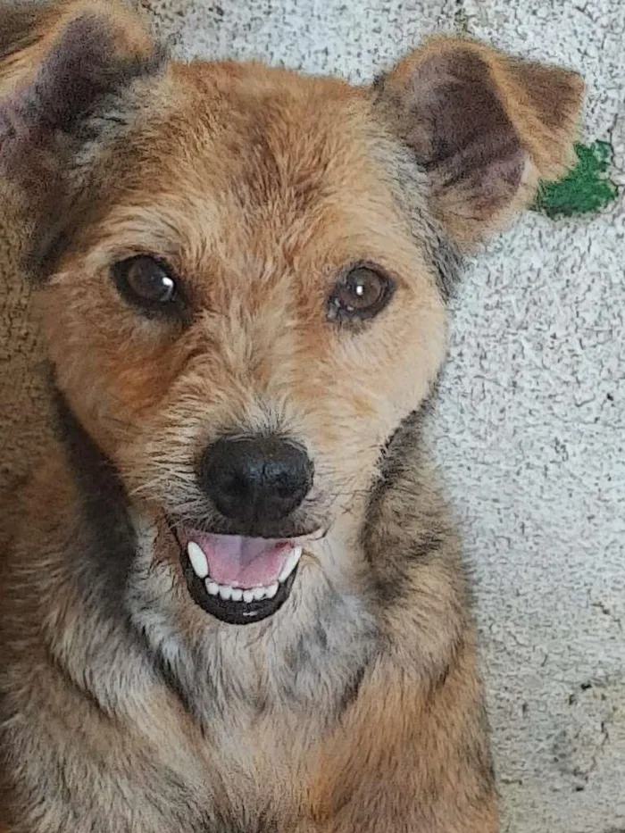 Cachorro ra a SRD-ViraLata idade 3 anos nome Raul