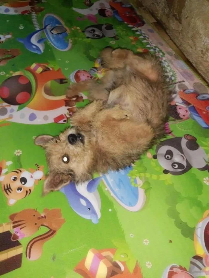 Cachorro ra a SRD-ViraLata idade 3 anos nome Raul