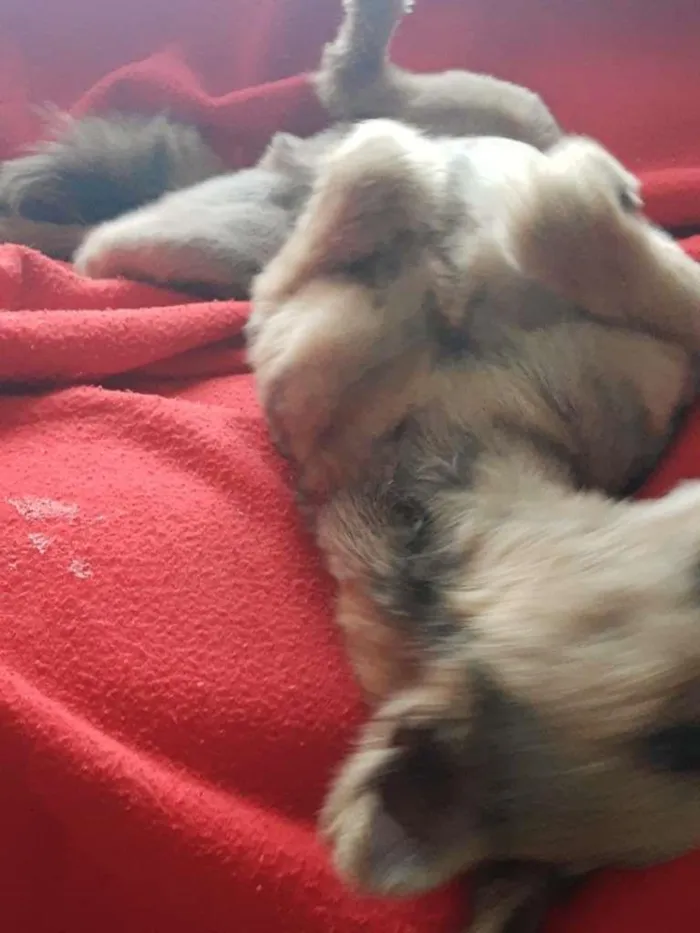 Cachorro ra a SRD-ViraLata idade 3 anos nome Raul