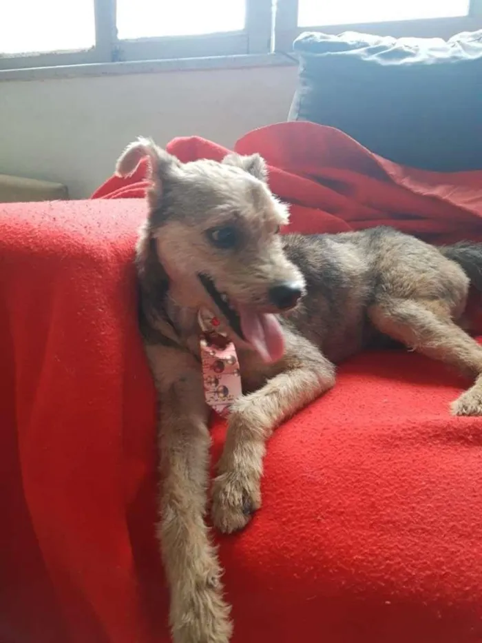 Cachorro ra a SRD-ViraLata idade 3 anos nome Raul