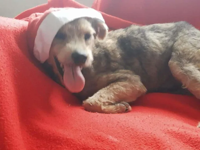 Cachorro ra a SRD-ViraLata idade 3 anos nome Raul