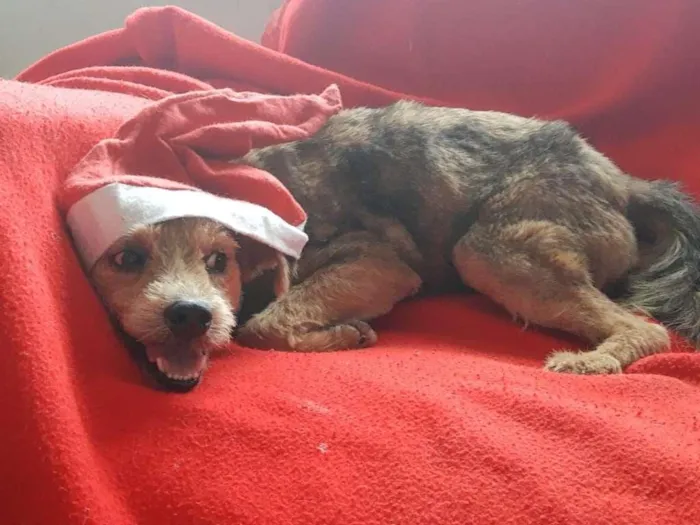 Cachorro ra a SRD-ViraLata idade 3 anos nome Raul