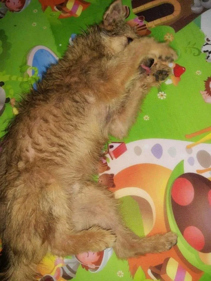 Cachorro ra a SRD-ViraLata idade 3 anos nome Raul