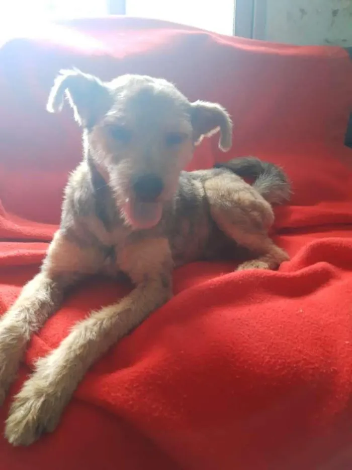 Cachorro ra a SRD-ViraLata idade 3 anos nome Raul