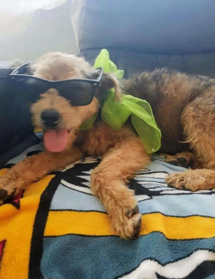 Cachorro ra a SRD-ViraLata idade 3 anos nome Raul