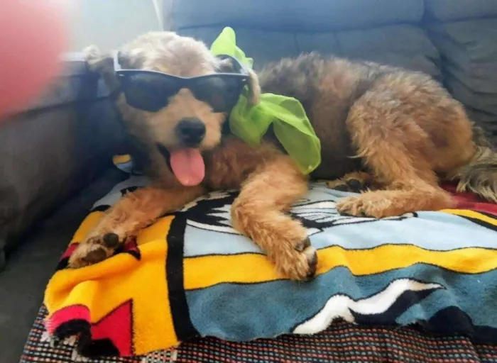 Cachorro ra a SRD-ViraLata idade 3 anos nome Raul