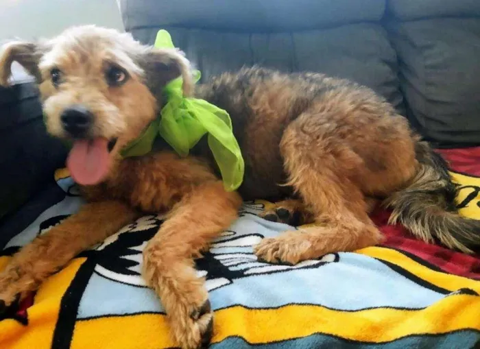 Cachorro ra a SRD-ViraLata idade 3 anos nome Raul