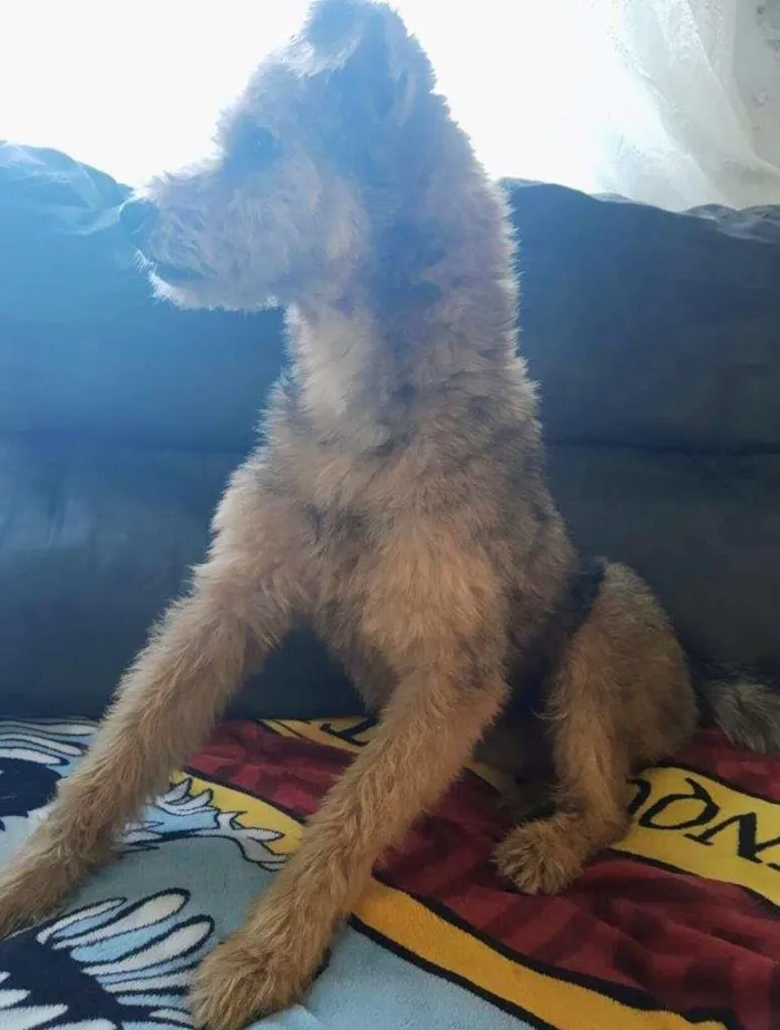 Cachorro ra a SRD-ViraLata idade 3 anos nome Raul
