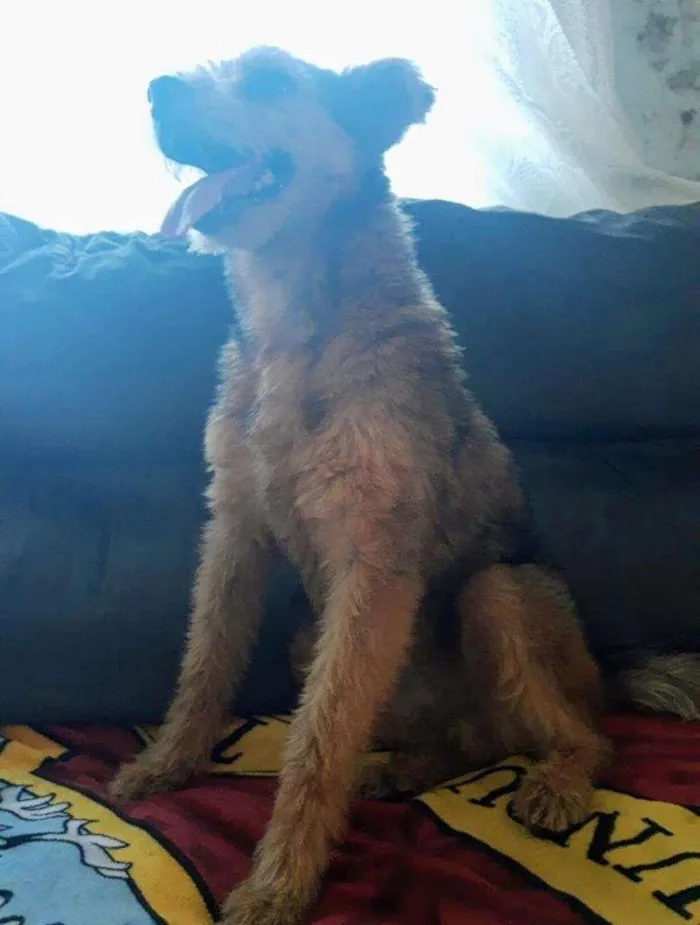 Cachorro ra a SRD-ViraLata idade 3 anos nome Raul
