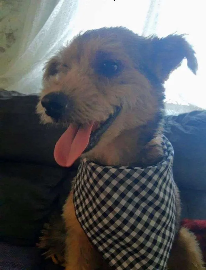 Cachorro ra a SRD-ViraLata idade 3 anos nome Raul