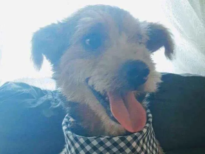 Cachorro ra a SRD-ViraLata idade 3 anos nome Raul