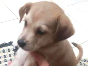 Cachorro raça  idade Abaixo de 2 meses nome Bolotinha