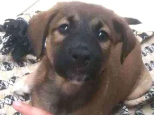 Cachorro raça  idade Abaixo de 2 meses nome Todinho