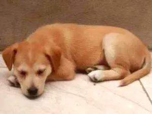 Cachorro raça  idade Abaixo de 2 meses nome Sakura