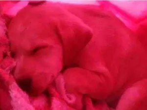 Cachorro raça  idade Abaixo de 2 meses nome Violeta