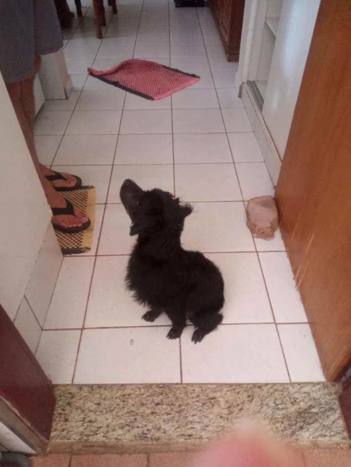 Cachorro ra a Sem raça definida idade 7 a 11 meses nome Snoopy