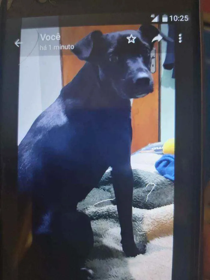 Cachorro raça Vira lata legítima  idade 2 anos nome Kiara