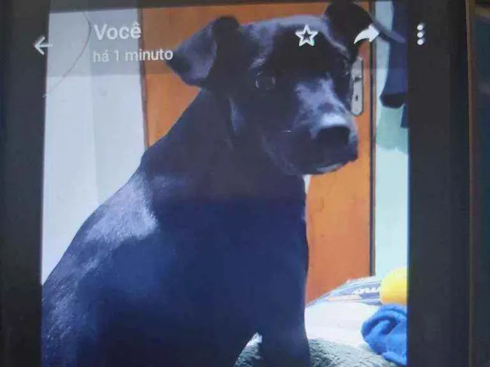 Cachorro raça Vira lata legítima  idade 2 anos nome Kiara
