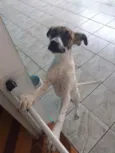 Cacau
