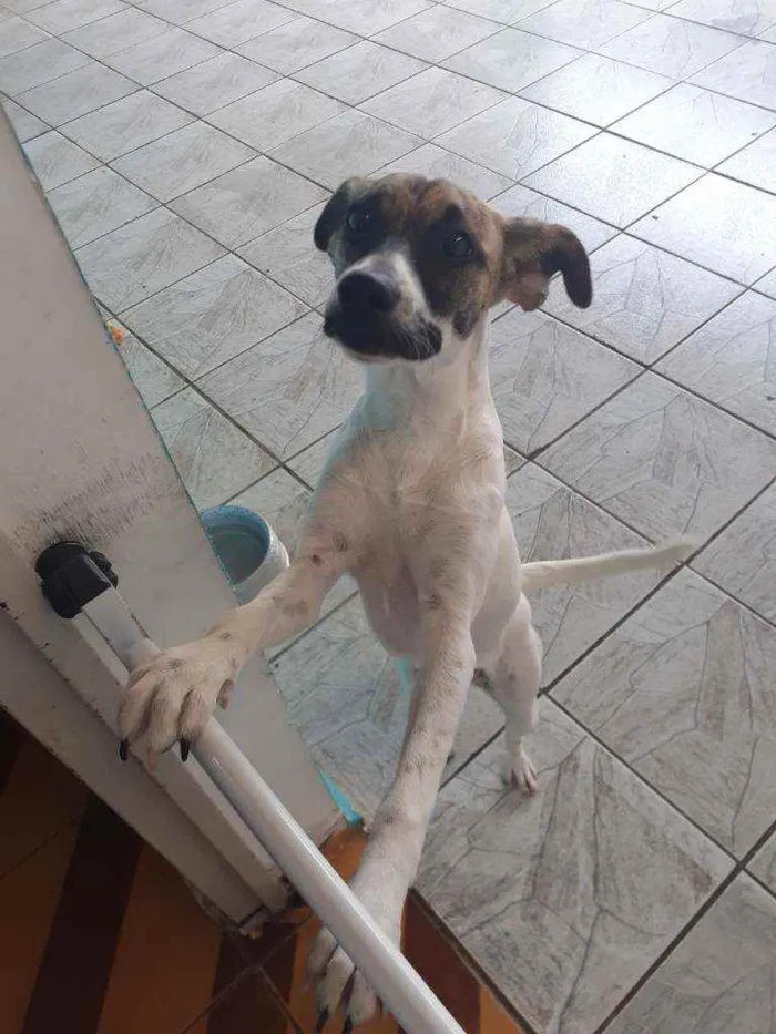 Cachorro ra a  idade 7 a 11 meses nome Cacau