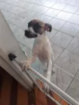 Cacau