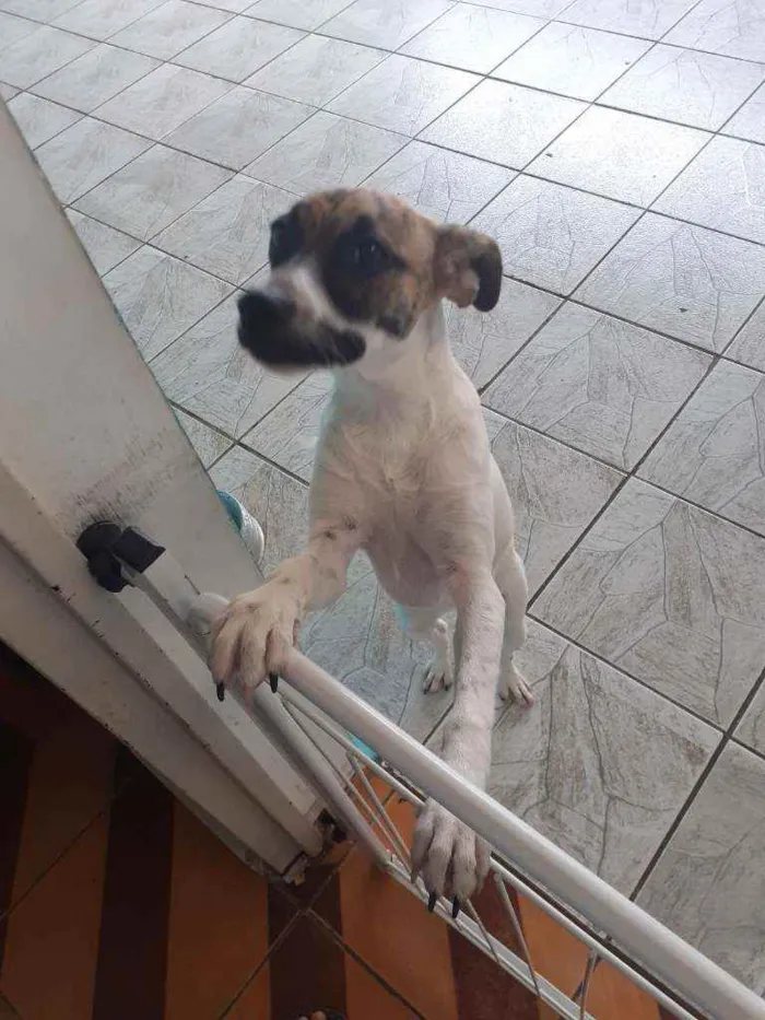 Cachorro ra a  idade 7 a 11 meses nome Cacau