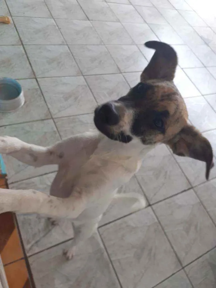 Cachorro ra a  idade 7 a 11 meses nome Cacau