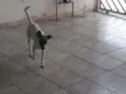 Cacau