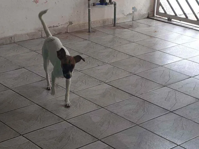 Cachorro ra a  idade 7 a 11 meses nome Cacau
