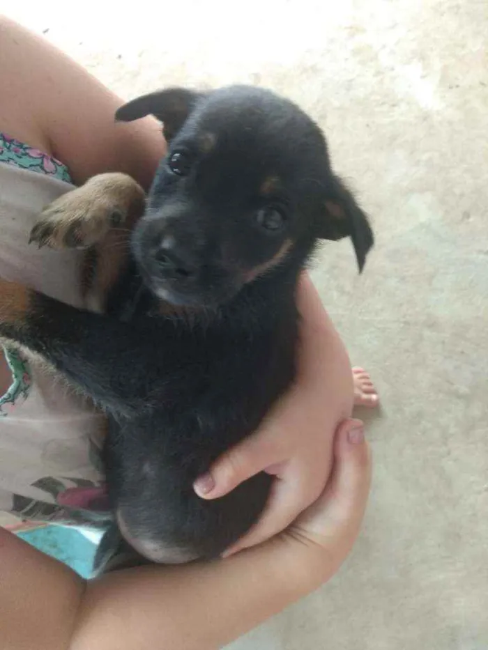 Cachorro raça  idade Abaixo de 2 meses nome Sem nome