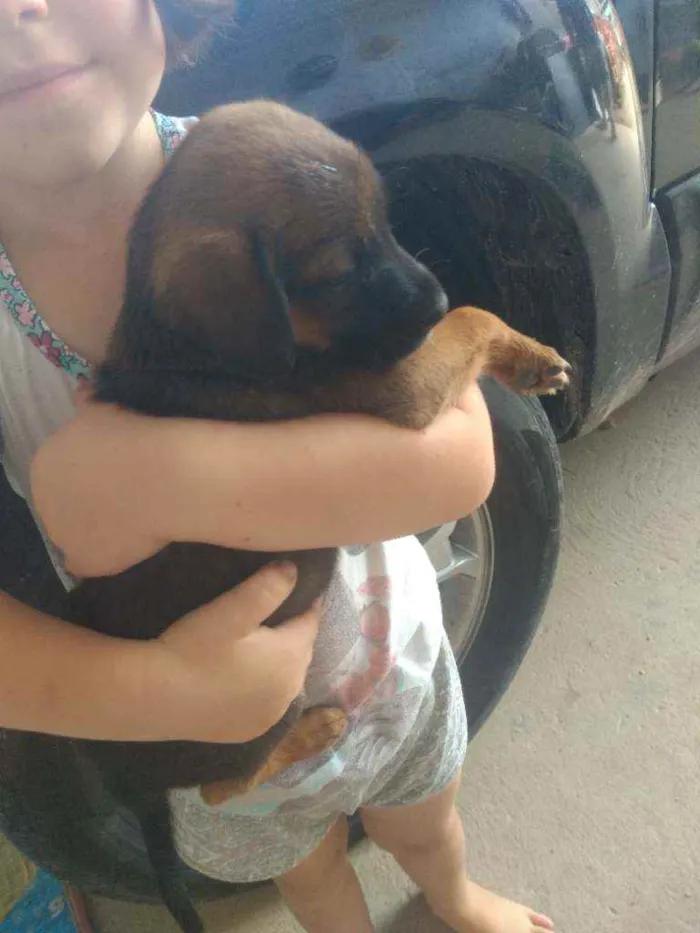Cachorro raça  idade Abaixo de 2 meses nome Sem nome