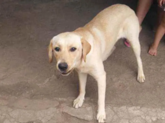 Cachorro ra a Labrador , talvez miaturada idade 7 a 11 meses nome Kira