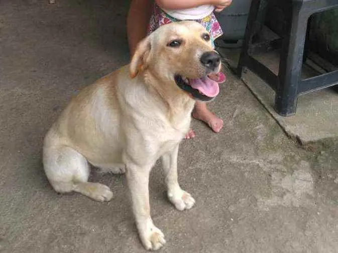 Cachorro ra a Labrador , talvez miaturada idade 7 a 11 meses nome Kira