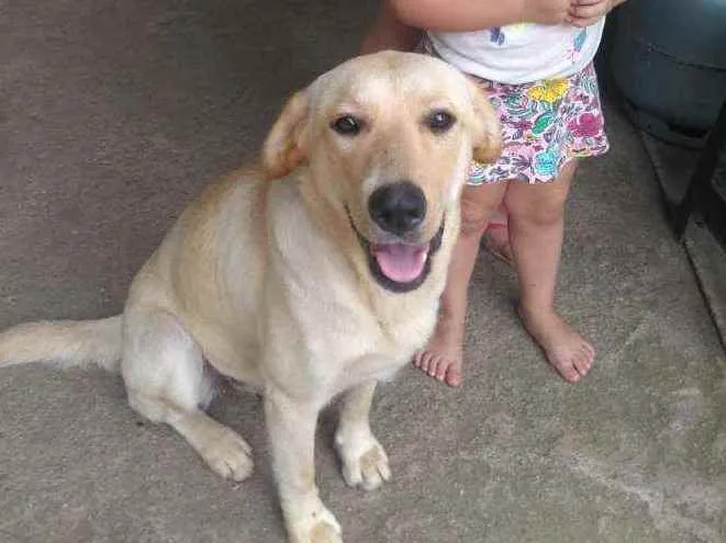 Cachorro ra a Labrador , talvez miaturada idade 7 a 11 meses nome Kira