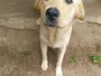 Kira