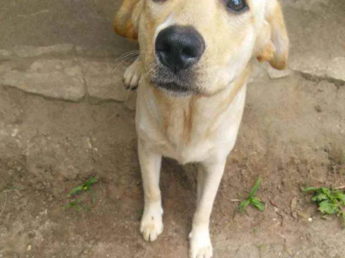 Cachorro ra a Labrador , talvez miaturada idade 7 a 11 meses nome Kira