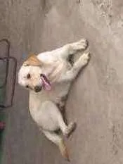 Cachorro ra a Labrador , talvez miaturada idade 7 a 11 meses nome Kira