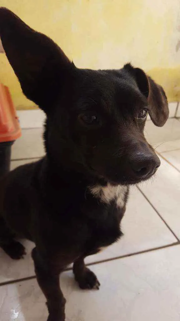 Cachorro raça Vira lata idade 5 anos nome Tuquinho