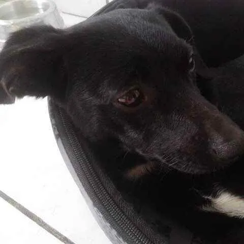 Cachorro raça Vira lata idade 5 anos nome Tuquinho