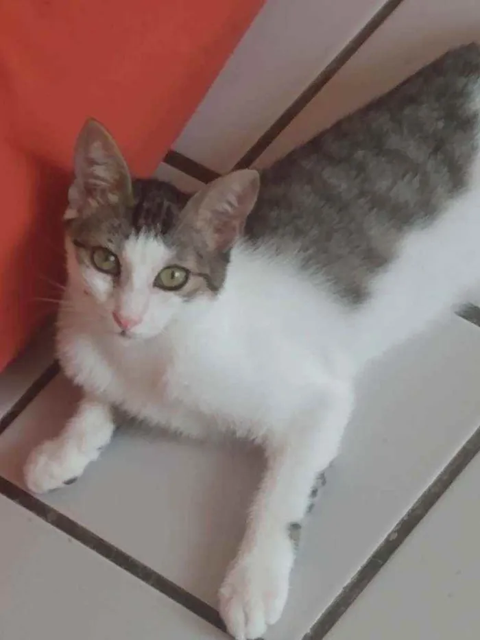 Gato raça Srd idade 2 a 6 meses nome Órus