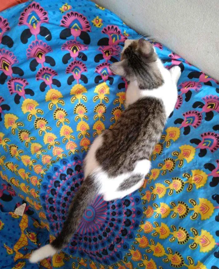 Gato raça Srd idade 2 a 6 meses nome Órus