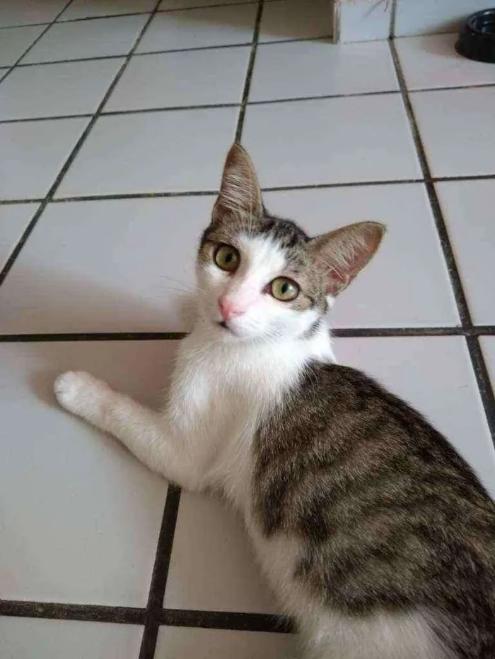 Gato raça Srd idade 2 a 6 meses nome Órus