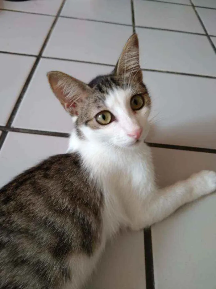 Gato raça Srd idade 2 a 6 meses nome Órus