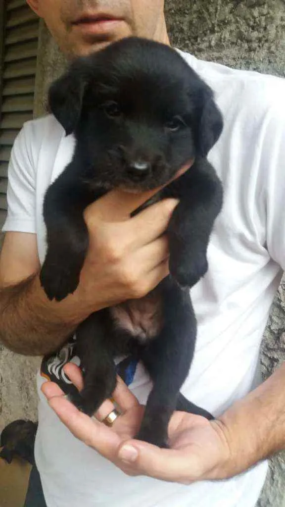 Cachorro raça SRD idade Abaixo de 2 meses nome Beca