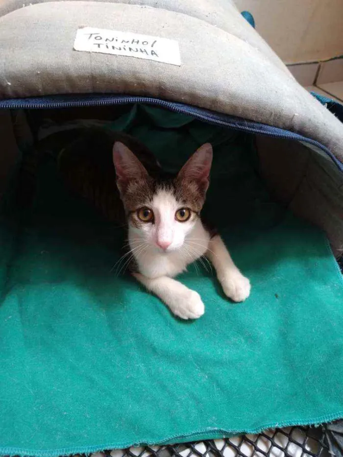 Gato raça Srd idade 2 a 6 meses nome Aramis