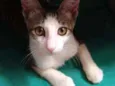 Aramis